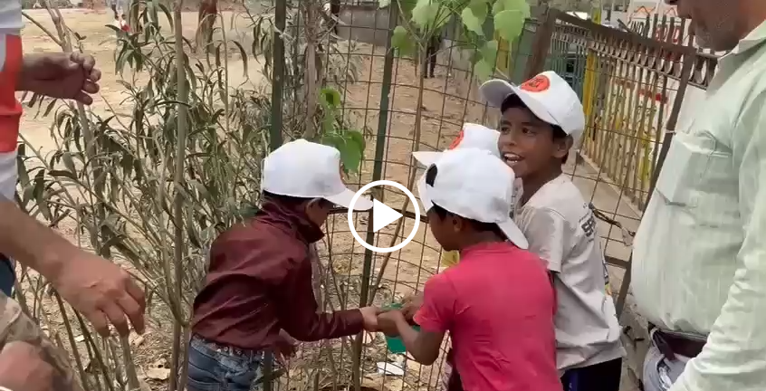 Tree Plantation 